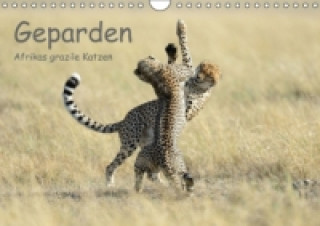 Geparden - Afrikas grazile Katzen (Wandkalender immerwährend DIN A4 quer)