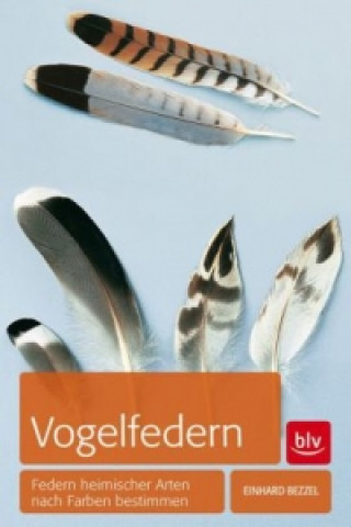 Vogelfedern