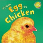 Lifecycles: From Egg To Chicken
