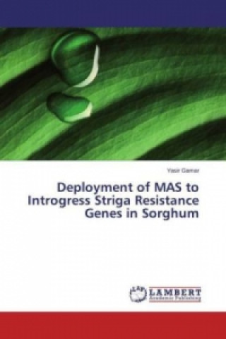 Deployment of MAS to Introgress Striga Resistance Genes in Sorghum