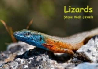 Lizards - Stone Wall Jewels (Poster Book DIN A4 Landscape)