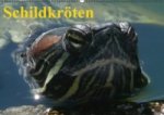 Schildkröten (Wandkalender immerwährend DIN A2 quer)
