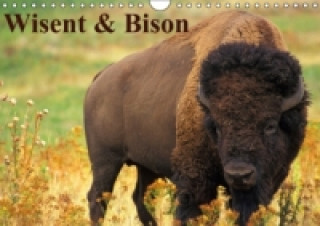 Wisent & Bison (Wandkalender immerwährend DIN A4 quer)