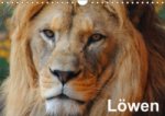Löwen (Wandkalender immerwährend DIN A4 quer)