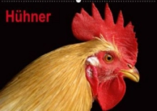 Hühner / Geburtstagskalender (Wandkalender immerwährend DIN A2 quer)
