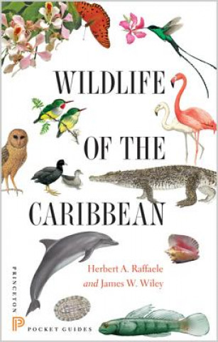 Wildlife of the Caribbean