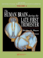 Human Brain During the Late First Trimester