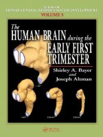Human Brain During the Early First Trimester