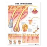 Human Hair Anatomical Chart