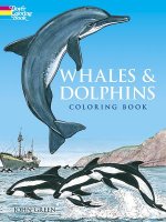 Whales and Dolphins: Colouring Book