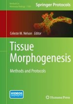 Tissue Morphogenesis