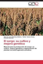 Sorgo
