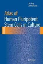 Atlas of Human Pluripotent Stem Cells in Culture