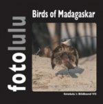 Birds of Madagaskar