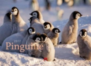 Pinguine 2017
