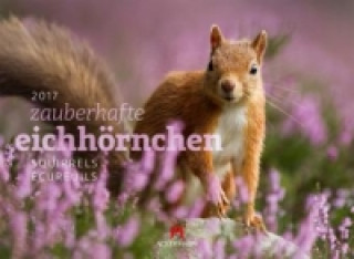 Eichhörnchen 2017