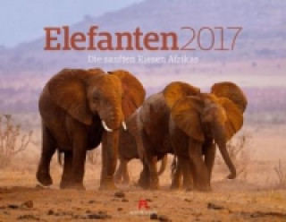 Elefanten 2017