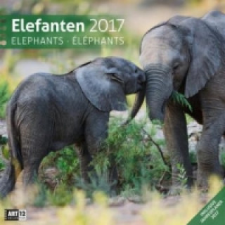Elefanten 30 x 30 cm 2017