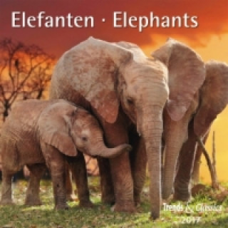 Elefanten Elephants 2017