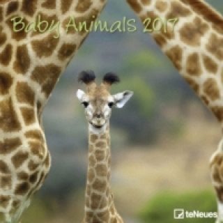 Baby Animals 2017