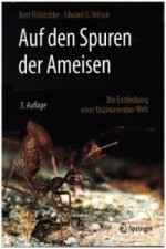 Auf den Spuren der Ameisen