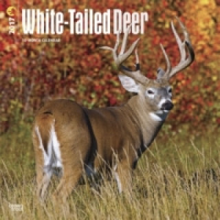 White-tailed Deer - Virginiahirsche 2017 - 18-Monatskalender