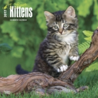 I love Kittens - Ich liebe Kätzchen 2017 - 18-Monatskalender