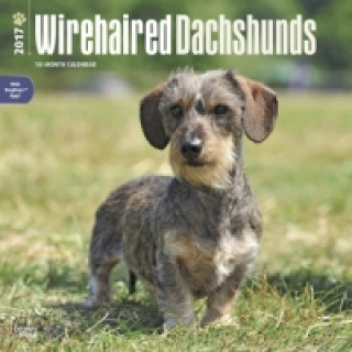 Wirehaired Dachshunds - Rauhhaardackel 2017 - 18-Monatskalender mit freier DogDays-App