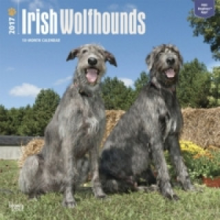 Irish Wolfhounds - Irische Wolfshunde 2017 - 18-Monatskalender mit freier DogDays-App