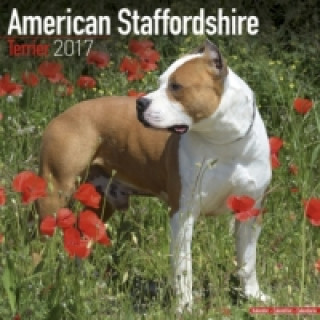 American Staffordshire Terrier - Amstaff 2017