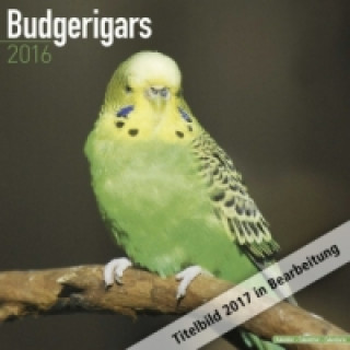 Budgerigars - Wellensittiche 2017