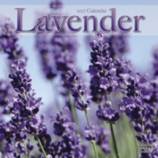Lavender - Lavendel 2017