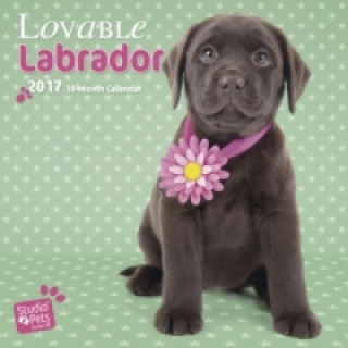 Lovable Labs - Labrador Retriever 2017 - 18-Monatskalender