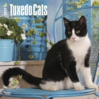 Tuxedo Cats - Tuxedo-Katzen 2017 - 18-Monatskalender