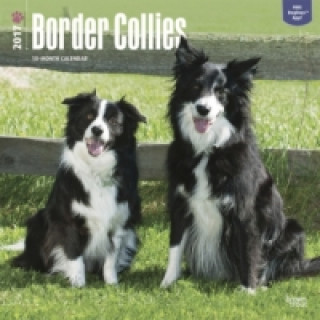 Border Collies 2017 - 18-Monatskalender mit freier DogDays-App