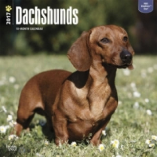 Dachshunds - Dackel 2017 - 18-Monatskalender mit freier DogDays-App