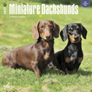 Miniature Dachshunds - Zwergdackel 2017 - 18-Monatskalender mit freier DogDays-App