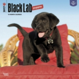 Black Labrador Puppies - Schwarze Labradorwelpen 2017 - 18-Monatskalender mit freier DogDays-App