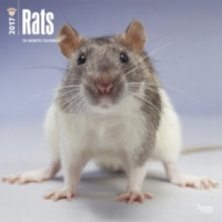 Rats - Ratten 2017 - 18-Monatskalender