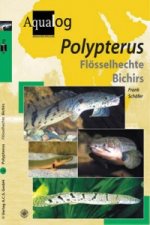 Aqualog Polypterus