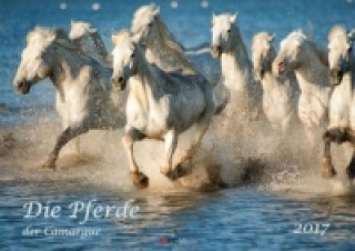 Die Pferde der Camargue 2017