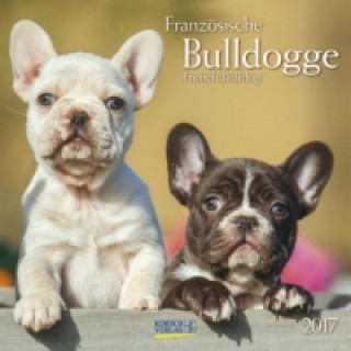 Französische Bulldogge 2017