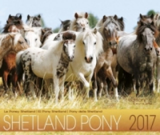 Shetland Pony 2017