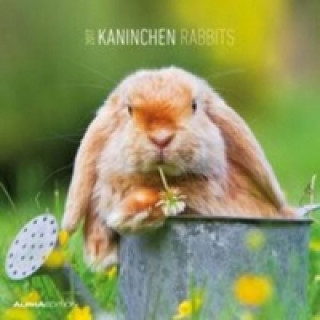 Kaninchen 2017