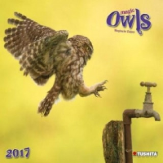 Magic Owls 2017