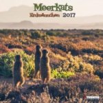 Meerkats 2017