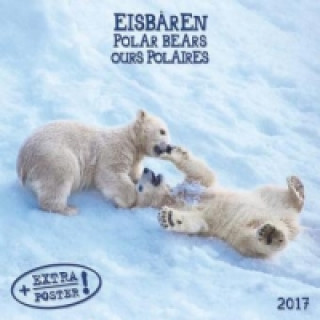 Polar Bears 2017