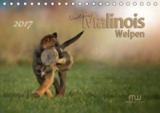 Niedliche Malinois Welpen (Tischkalender 2017 DIN A5 quer)