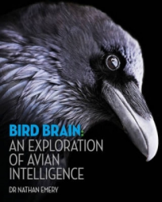 Bird Brain: An exploration of avian intelligence