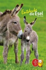 Entdecke die Schildkröten